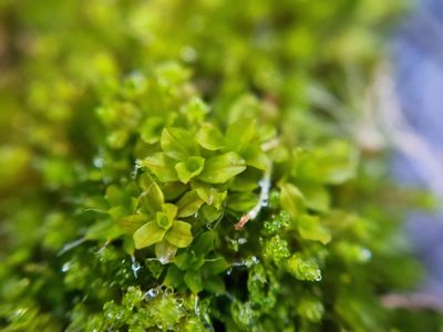 Syntrichia latifolia, photographed by Kevin