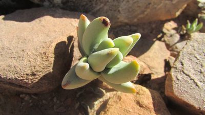 Crassula congesta, photographed by James Deacon