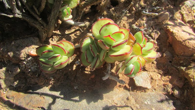 Cotyledon papillaris, photographed by James Deacon
