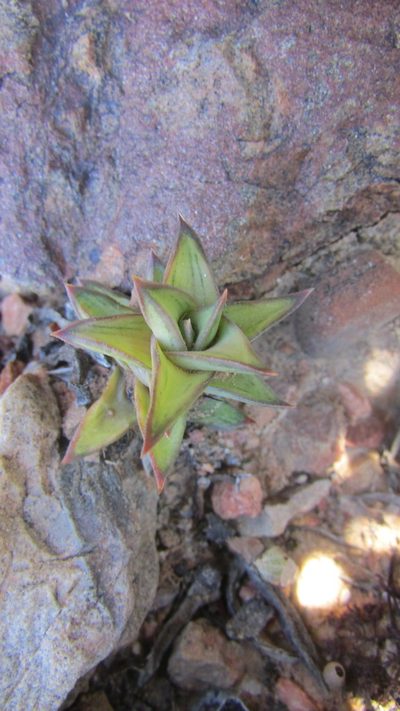 Astroloba spirella, photographed by James Deacon