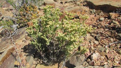 Delosperma subincanum, photographed by James Deacon