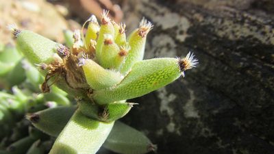 Trichodiadema mirabile, photographed by James Deacon