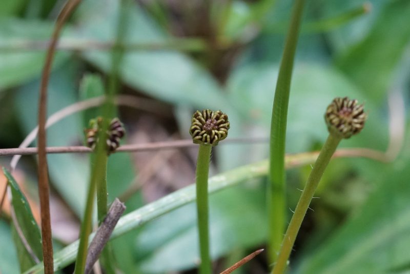 Solenogyne dominii, photographed by Ben Fisher