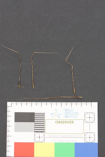 Austrostipa semibarbata, photographed by Ben Fisher