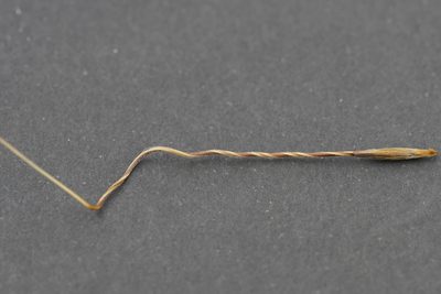 Austrostipa semibarbata, photographed by Ben Fisher