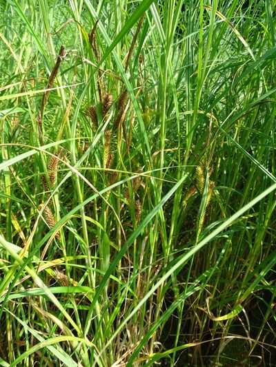 Carex atherodes, photographed by Grzegorz Grzejszczak