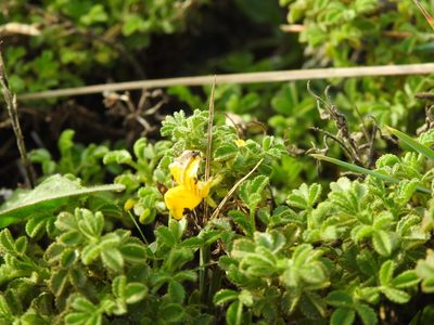 Ononis ramosissima, photographed by Duarte Frade
