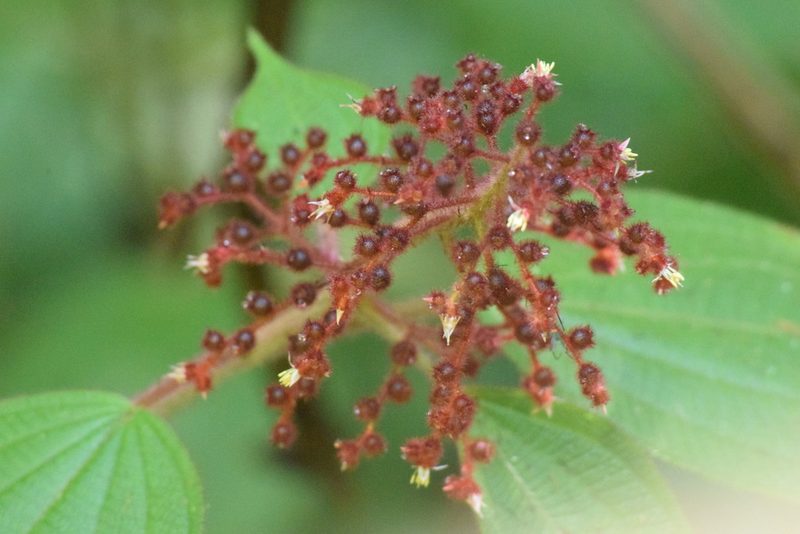Miconia reversa, photographed by Cajá-manga