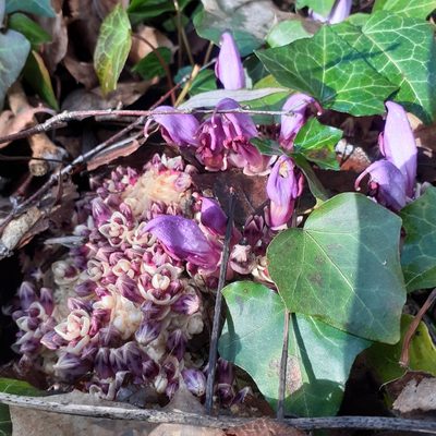 Lathraea clandestina, photographed by bogsuckers