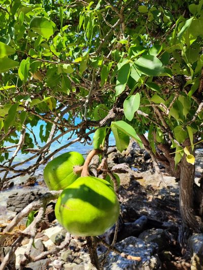 Xylocarpus rumphii, photographed by Иван Ковтун Ivan Kovtun