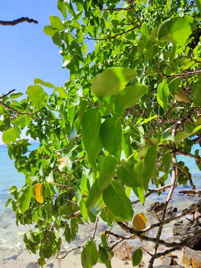 Xylocarpus rumphii, photographed by Иван Ковтун Ivan Kovtun