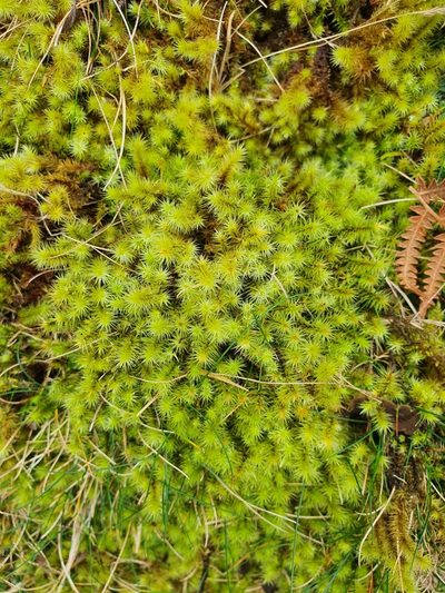 Breutelia chrysocoma, photographed by Jonathan Hughes