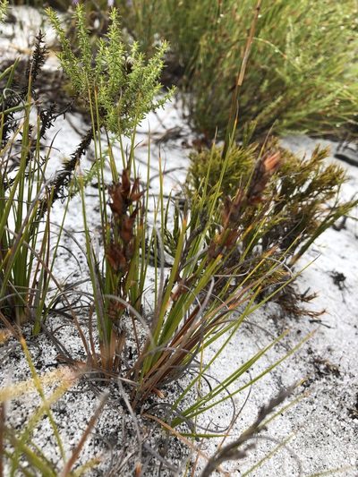 Tetraria microstachys, photographed by Caroline Voget