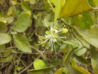 Capparis sepiaria, photographed by Ramesh Shenai Jr.