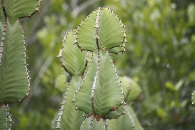 Euphorbia cooperi, photographed by Kelly Abram