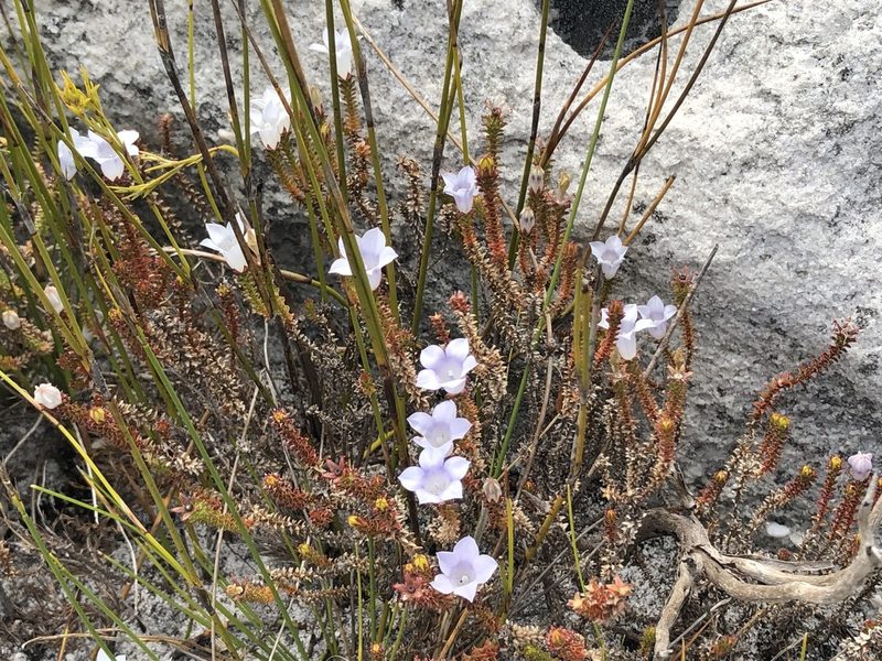 Roella recurvata, photographed by Caroline Voget