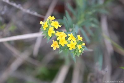 Euploca polyphylla, photographed by Arthur Windsor