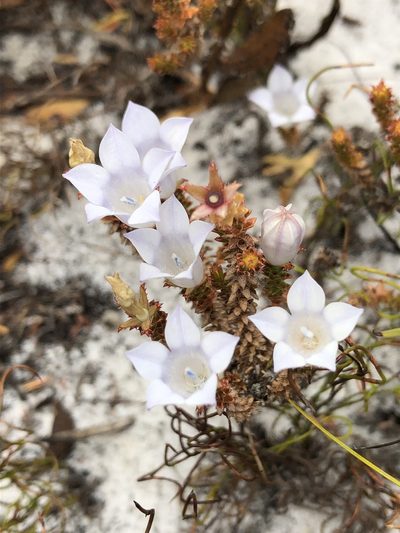 Roella recurvata, photographed by Caroline Voget