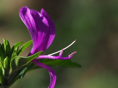 Hypoestes purpurea, photographed by 葉子