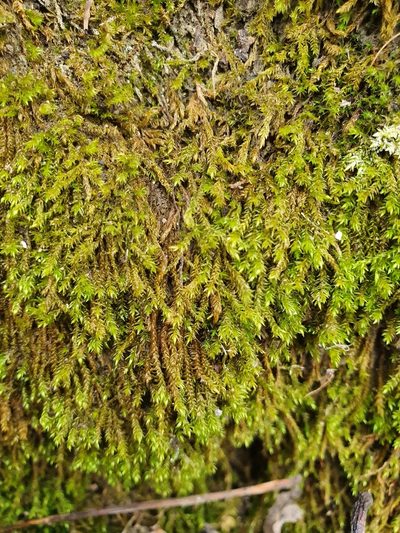 Hygrohypnum luridum, photographed by Jonathan Hughes