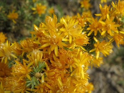 Chuquiraga erinacea, photographed by Ezequiel Vera