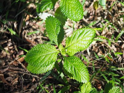 Stachytarpheta urticifolia, photographed by 葉子