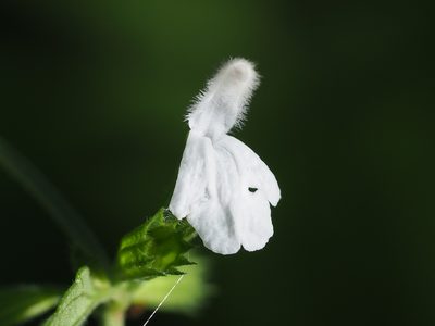 Leucas chinensis, photographed by 葉子