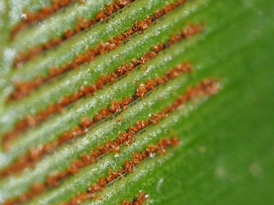 Asplenium nidus, photographed by 葉子