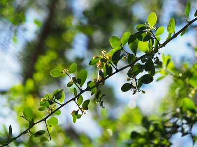 Gymnosporia diversifolia, photographed by 葉子