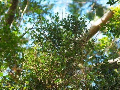 Atalantia buxifolia, photographed by 葉子