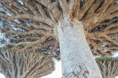Dracaena cinnabari, photographed by Morten Ross