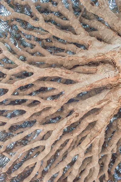 Dracaena cinnabari, photographed by Morten Ross