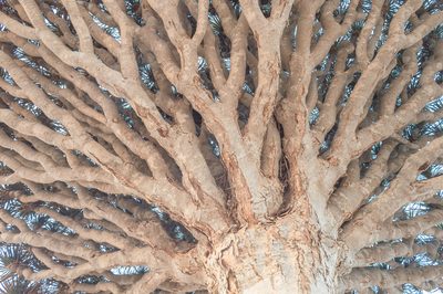 Dracaena cinnabari, photographed by Morten Ross