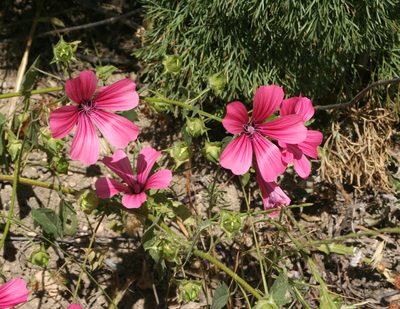 Malva trimestris, photographed by Oleg Kosterin