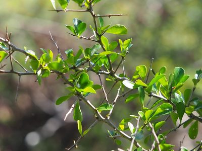 Gymnosporia diversifolia, photographed by 葉子