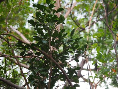 Suregada aequorea, photographed by 葉子