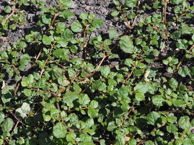 Trianthema portulacastrum, photographed by 葉子