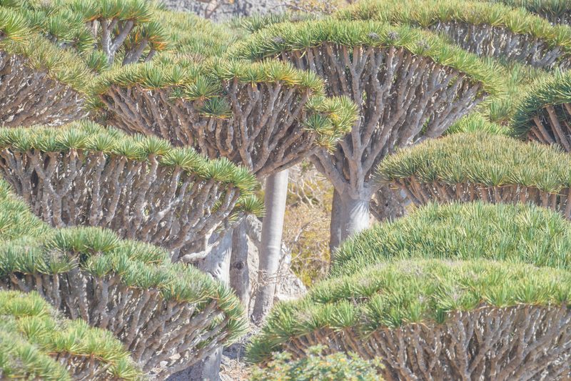 Dracaena cinnabari, photographed by Morten Ross