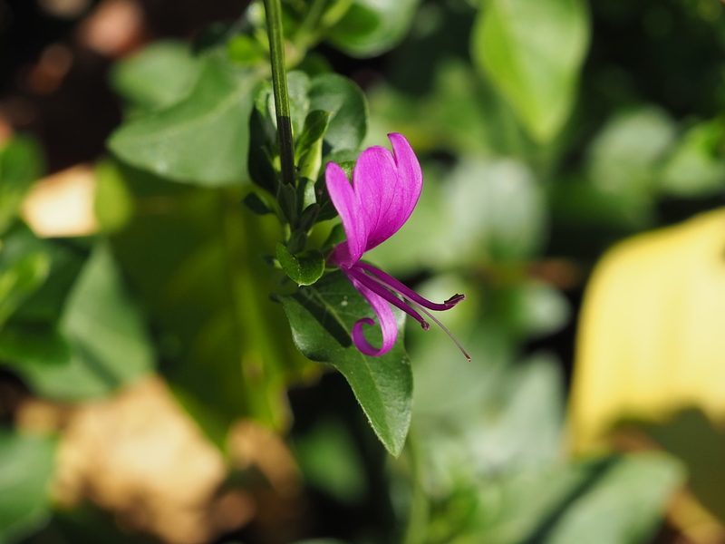 Hypoestes purpurea, photographed by 葉子