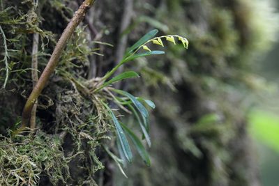 Specklinia costaricensis, photographed by Trevor Van Loon
