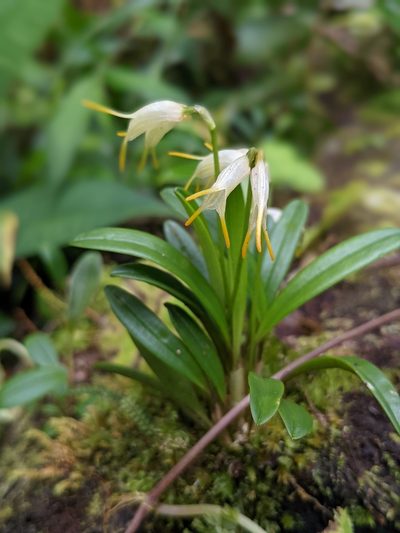 Masdevallia chontalensis, photographed by Trevor Van Loon