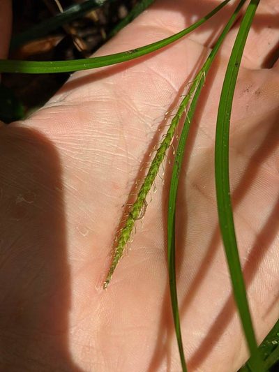 Carex hamata, photographed by Trevor Van Loon