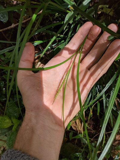 Carex hamata, photographed by Trevor Van Loon