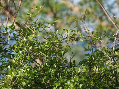 Gymnosporia diversifolia, photographed by 葉子