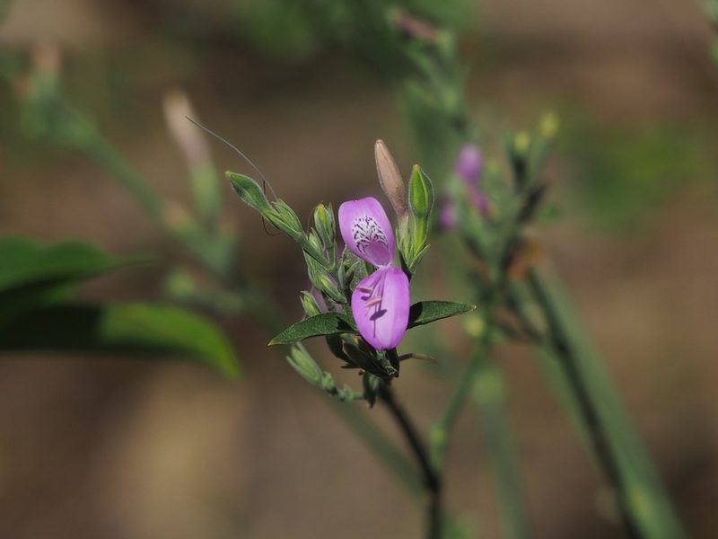Hypoestes cumingiana, photographed by 葉子