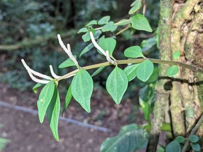 Peperomia palmana, photographed by Trevor Van Loon
