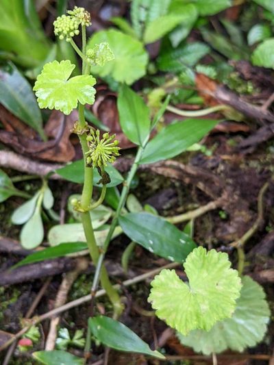 Hydrocotyle mexicana, photographed by Trevor Van Loon