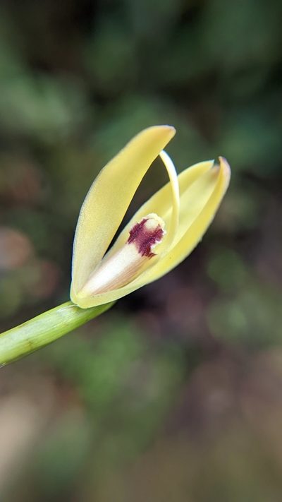 Maxillaria porrecta, photographed by Trevor Van Loon
