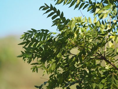 Clausena excavata, photographed by 葉子