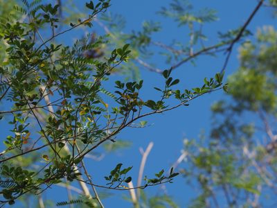 Dendrolobium dispermum, photographed by 葉子